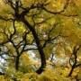 yellowtree.jpg